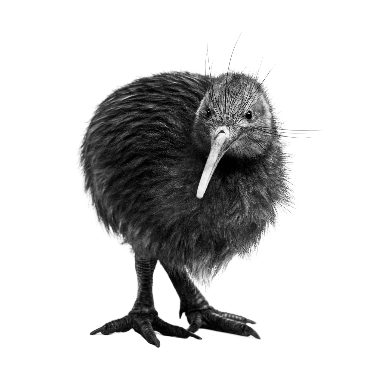 a black and white image of a kiwi bird