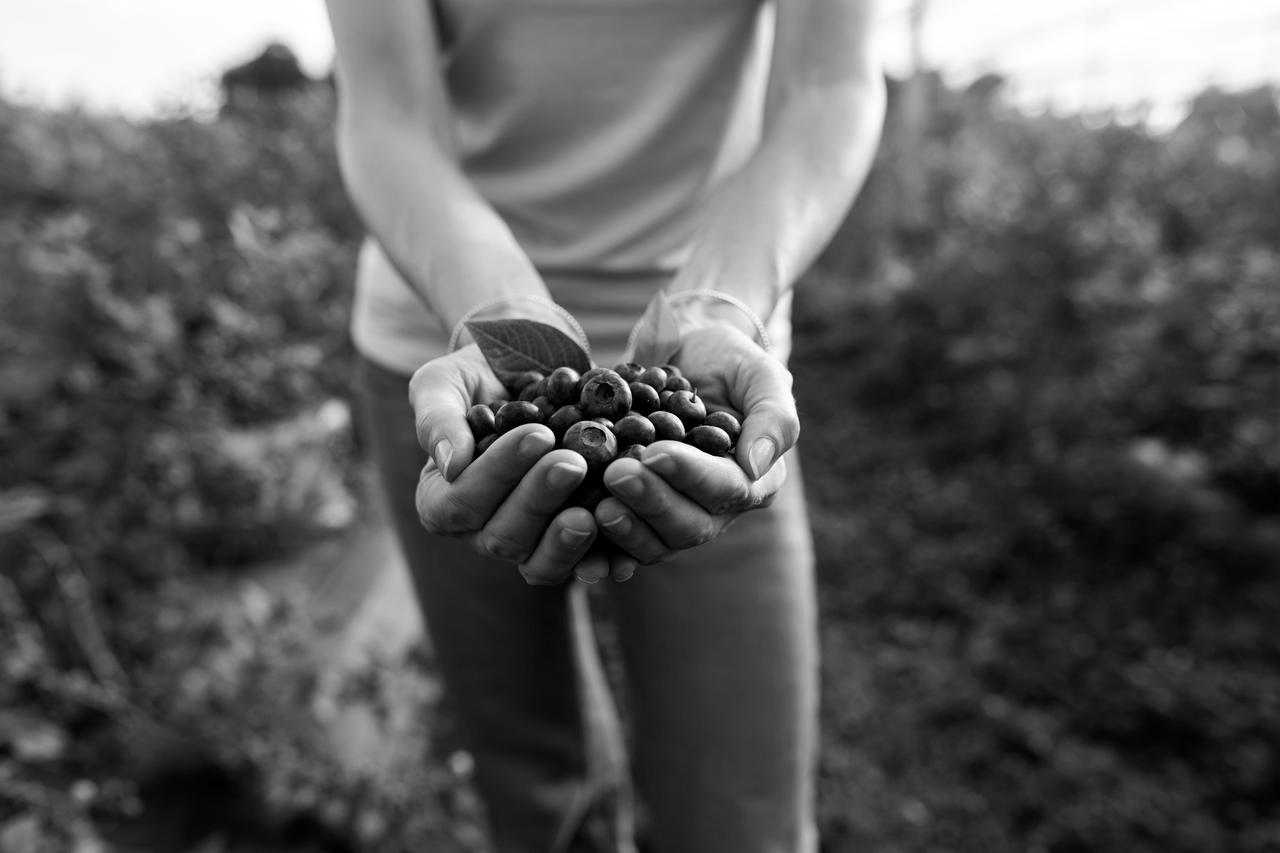 Modern woman working and picking blueberries on a organic farm